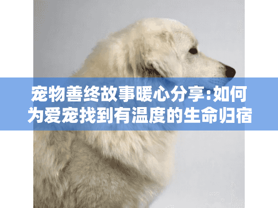 宠物善终故事暖心分享:如何为爱宠找到有温度的生命归宿