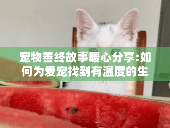 宠物善终故事暖心分享:如何为爱宠找到有温度的生命归宿