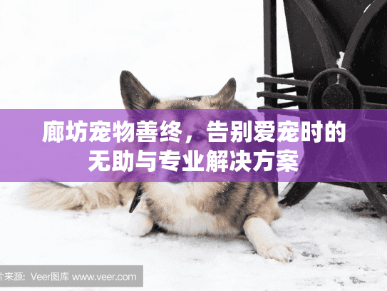 廊坊宠物善终，告别爱宠时的无助与专业解决方案