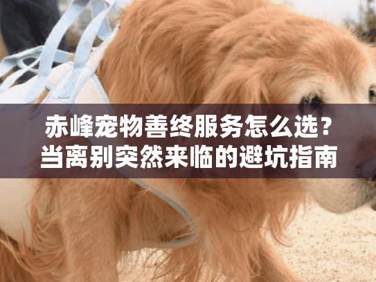 赤峰宠物善终服务怎么选？当离别突然来临的避坑指南