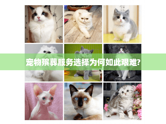 宠物殡葬服务选择为何如此艰难?
