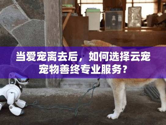 当爱宠离去后，如何选择云宠宠物善终专业服务？