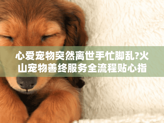 心爱宠物突然离世手忙脚乱?火山宠物善终服务全流程贴心指南