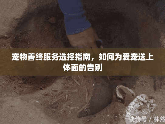 宠物善终服务选择指南，如何为爱宠送上体面的告别