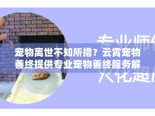 宠物离世不知所措？云霄宠物善终提供专业宠物善终服务解决方案