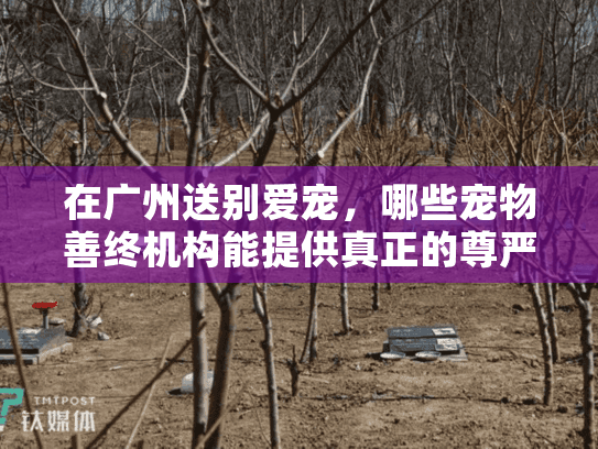 在广州送别爱宠，哪些宠物善终机构能提供真正的尊严告别？