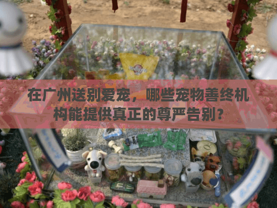 在广州送别爱宠，哪些宠物善终机构能提供真正的尊严告别？