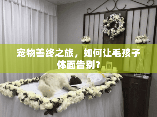 宠物善终之旅，如何让毛孩子体面告别？