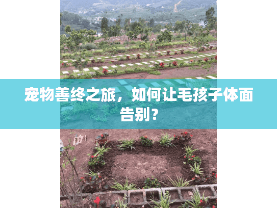 宠物善终之旅，如何让毛孩子体面告别？
