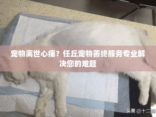 宠物离世心痛？任丘宠物善终服务专业解决您的难题