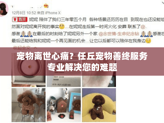 宠物离世心痛？任丘宠物善终服务专业解决您的难题