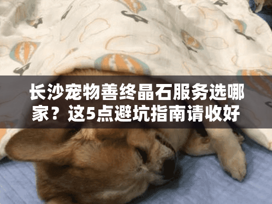长沙宠物善终晶石服务选哪家？这5点避坑指南请收好