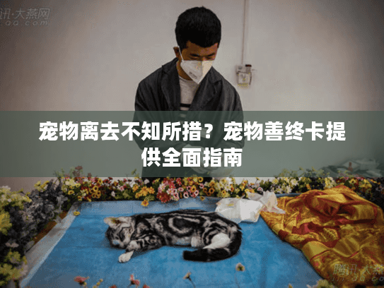宠物离去不知所措？宠物善终卡提供全面指南