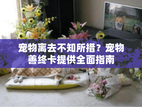 宠物离去不知所措？宠物善终卡提供全面指南