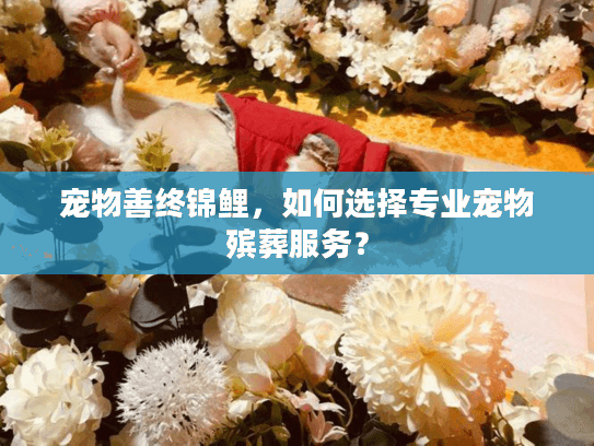 宠物善终锦鲤，如何选择专业宠物殡葬服务？