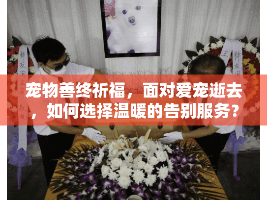 宠物善终祈福，面对爱宠逝去，如何选择温暖的告别服务？