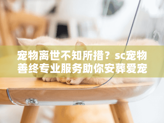 宠物离世不知所措？sc宠物善终专业服务助你安葬爱宠