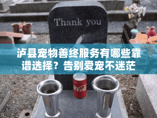 泸县宠物善终服务有哪些靠谱选择？告别爱宠不迷茫