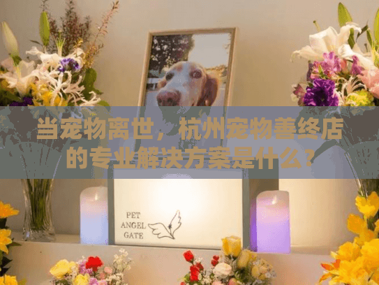 当宠物离世，杭州宠物善终店的专业解决方案是什么？