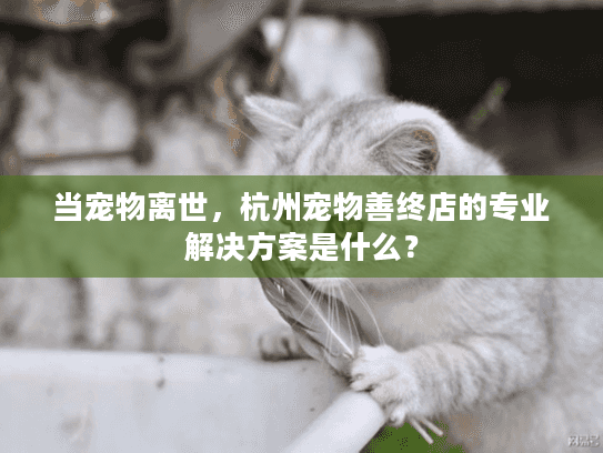 当宠物离世，杭州宠物善终店的专业解决方案是什么？
