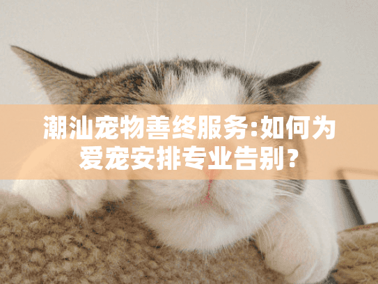 潮汕宠物善终服务:如何为爱宠安排专业告别？