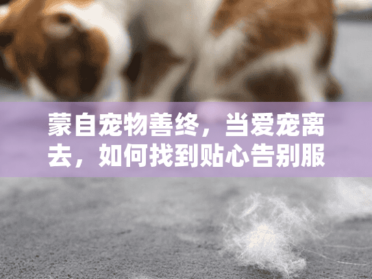 蒙自宠物善终，当爱宠离去，如何找到贴心告别服务？