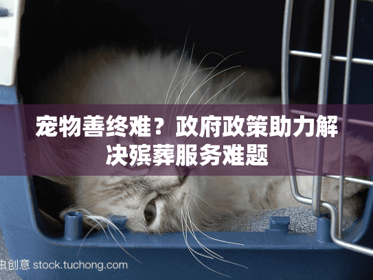宠物善终难？政府政策助力解决殡葬服务难题