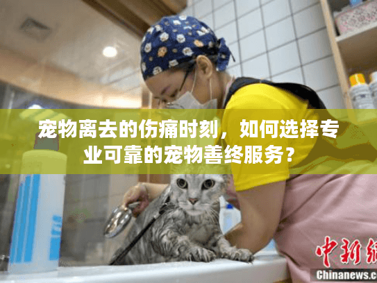 宠物离去的伤痛时刻，如何选择专业可靠的宠物善终服务？