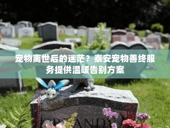宠物离世后的迷茫？泰安宠物善终服务提供温暖告别方案