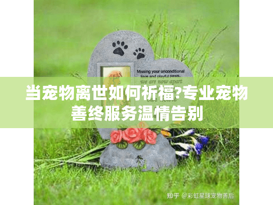当宠物离世如何祈福?专业宠物善终服务温情告别
