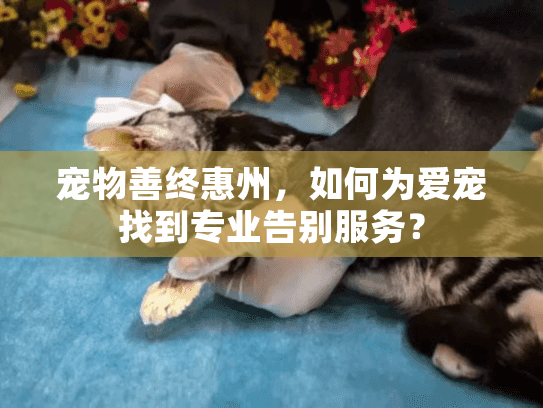 宠物善终惠州，如何为爱宠找到专业告别服务？