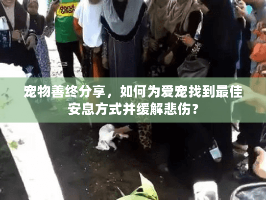 宠物善终分享，如何为爱宠找到最佳安息方式并缓解悲伤？