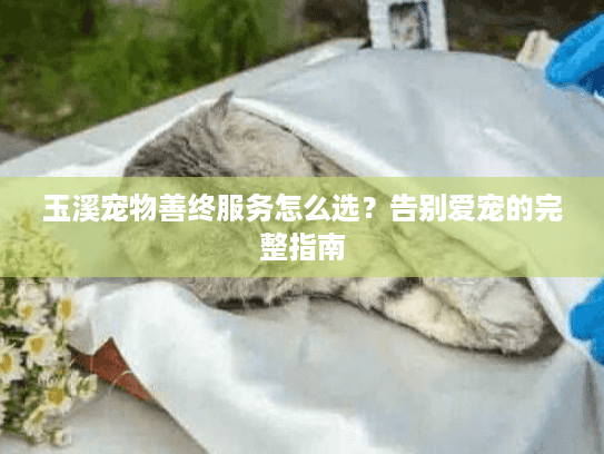 玉溪宠物善终服务怎么选？告别爱宠的完整指南