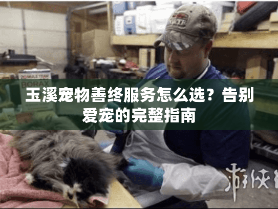 玉溪宠物善终服务怎么选？告别爱宠的完整指南