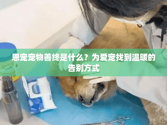 恩宠宠物善终是什么？为爱宠找到温暖的告别方式