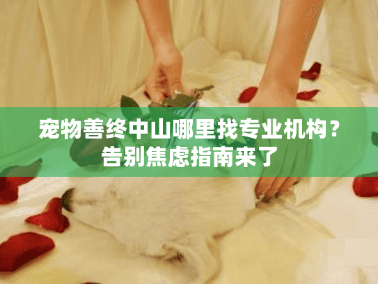 宠物善终中山哪里找专业机构？告别焦虑指南来了