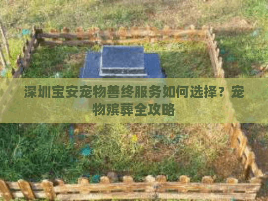 深圳宝安宠物善终服务如何选择？宠物殡葬全攻略
