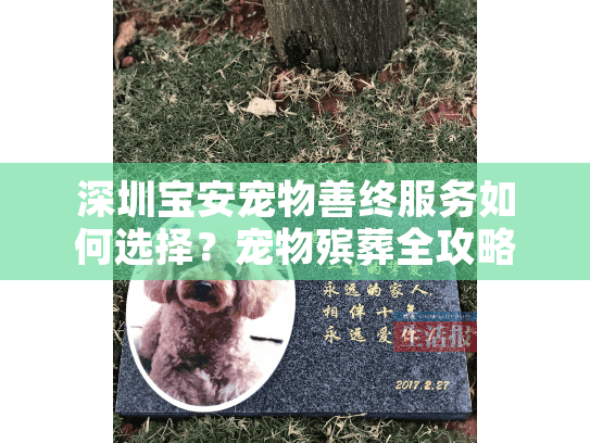 深圳宝安宠物善终服务如何选择？宠物殡葬全攻略
