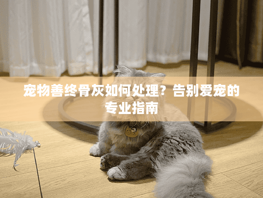 宠物善终骨灰如何处理？告别爱宠的专业指南