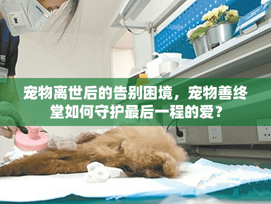 宠物离世后的告别困境，宠物善终堂如何守护最后一程的爱？