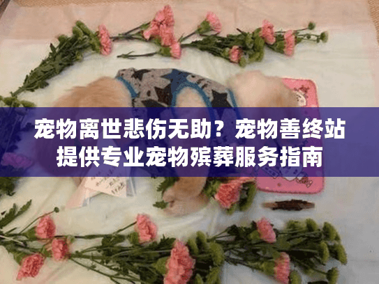 宠物离世悲伤无助？宠物善终站提供专业宠物殡葬服务指南