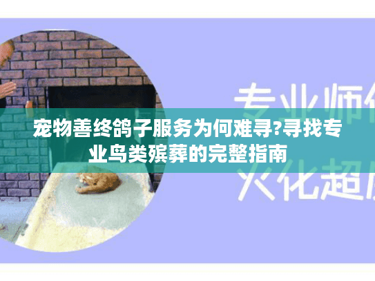 宠物善终鸽子服务为何难寻?寻找专业鸟类殡葬的完整指南