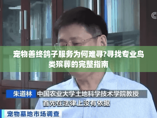 宠物善终鸽子服务为何难寻?寻找专业鸟类殡葬的完整指南