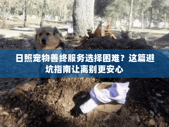 日照宠物善终服务选择困难？这篇避坑指南让离别更安心