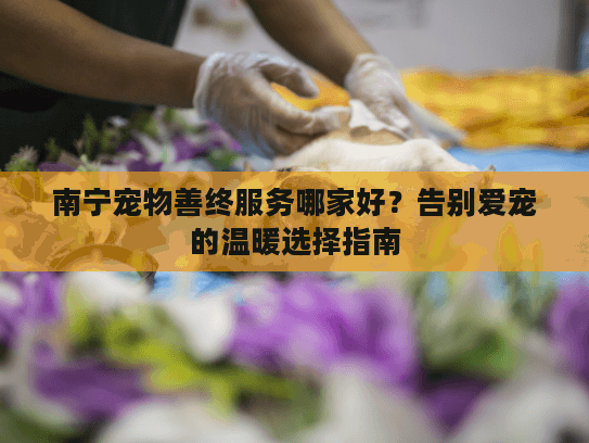 南宁宠物善终服务哪家好？告别爱宠的温暖选择指南
