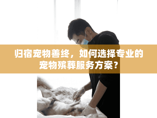 归宿宠物善终，如何选择专业的宠物殡葬服务方案？