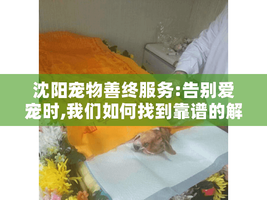 沈阳宠物善终服务:告别爱宠时,我们如何找到靠谱的解决方案?