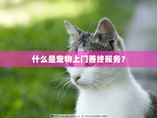 什么是宠物上门善终服务？