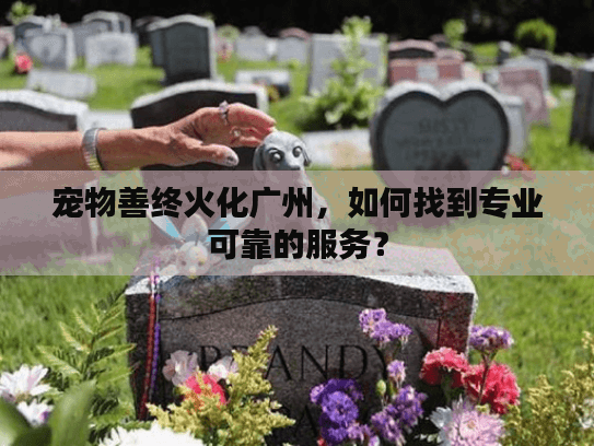 宠物善终火化广州，如何找到专业可靠的服务？