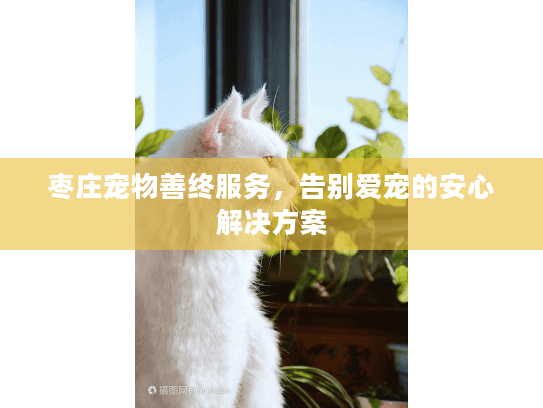 枣庄宠物善终服务，告别爱宠的安心解决方案